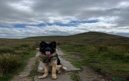 German Shepherd dogs for sale: Maximus, 18 months old - Image 3