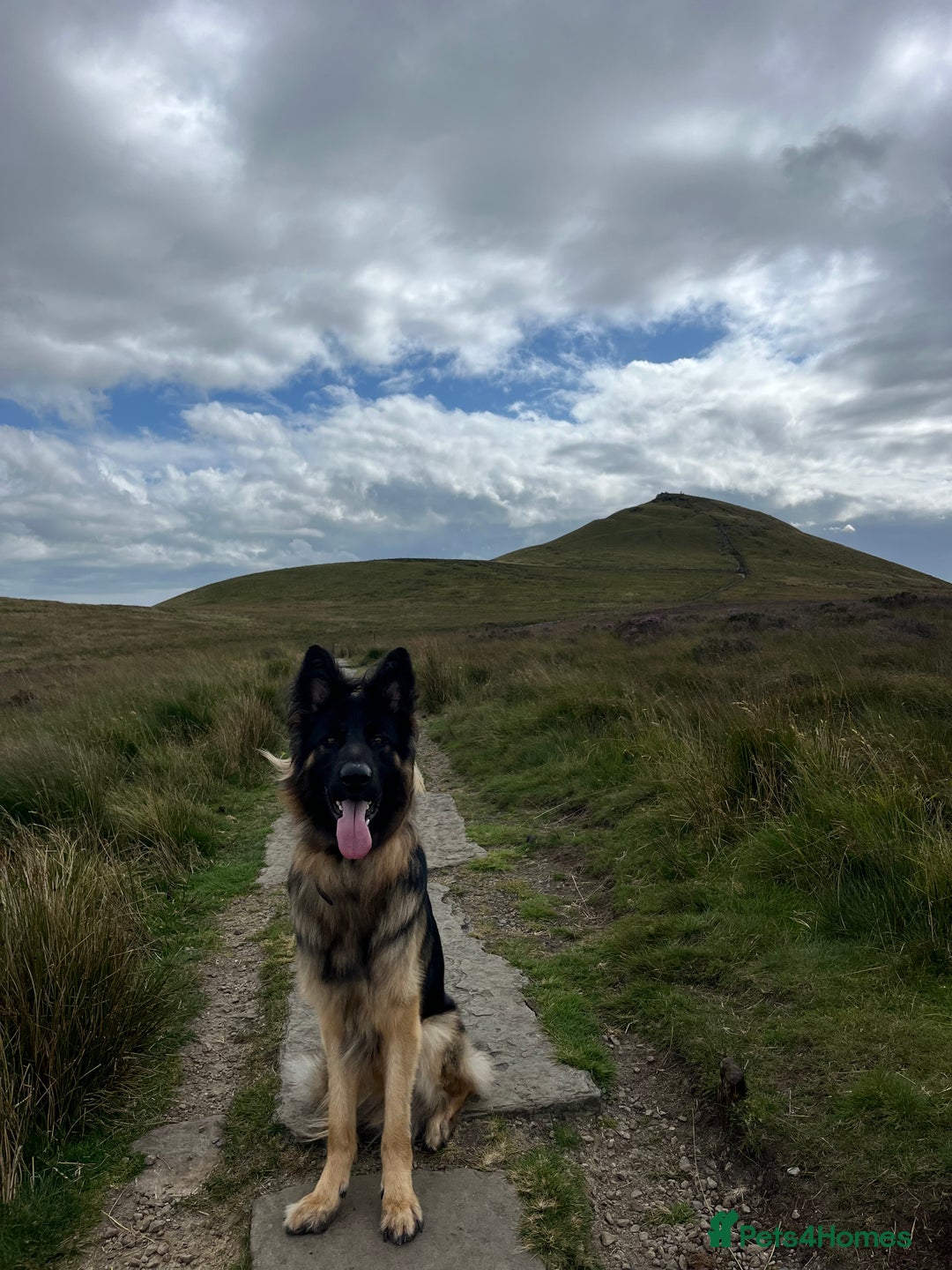 German Shepherd dogs for sale: Maximus, 18 months old - Image 3