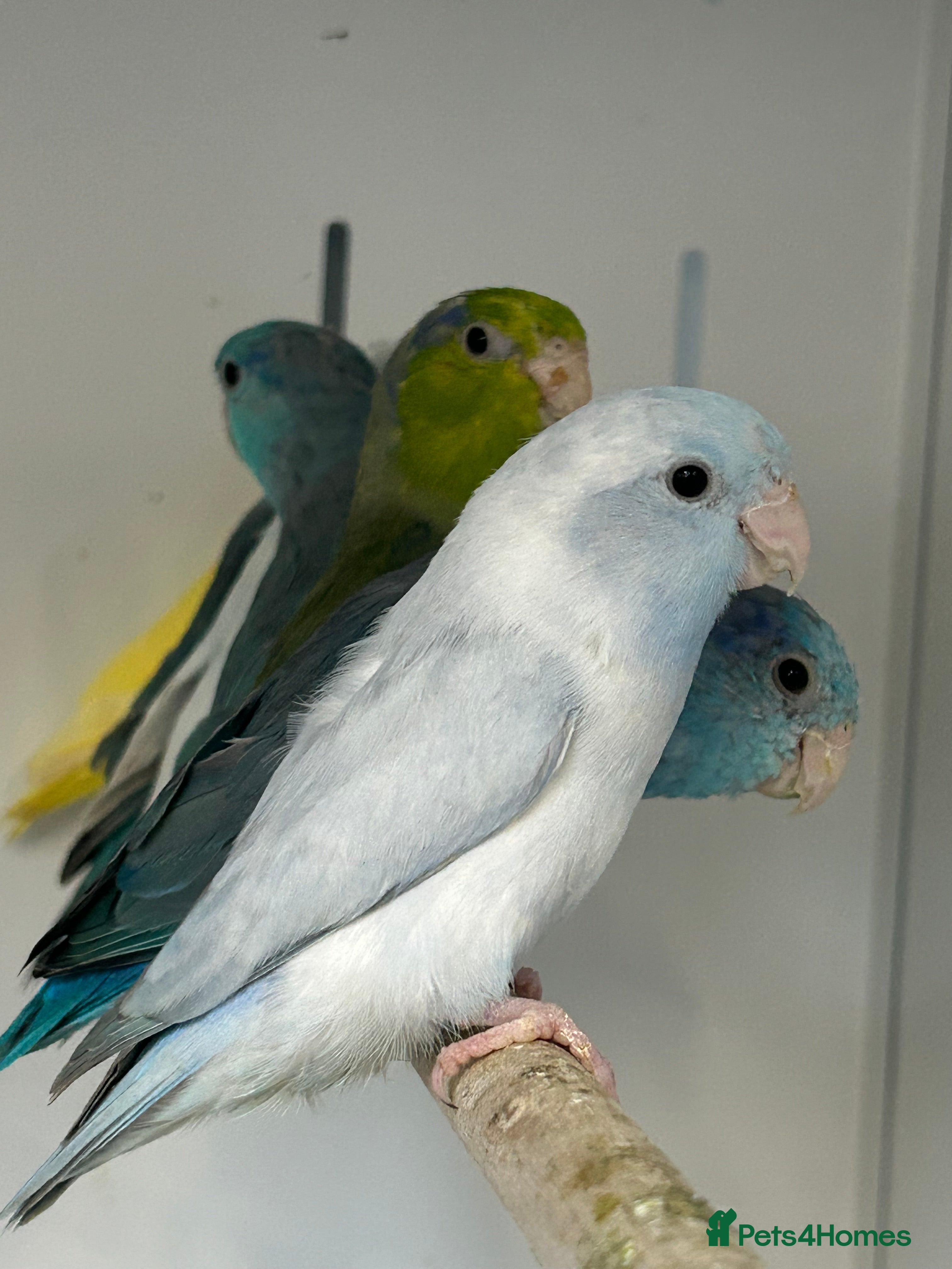 Parakeets birds Stunning Various Baby Celestial Parrotlets - Advert 4