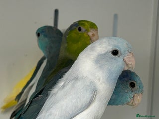 Parakeets birds Stunning Various Baby Celestial Parrotlets - Advert 1