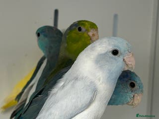 Parakeets birds Stunning Various Baby Celestial Parrotlets - Advert 20