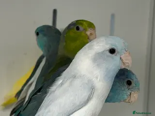Parakeets birds Stunning Various Baby Celestial Parrotlets - Advert 5