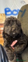 Cockapoo dogs - Advert 12