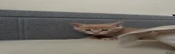 Maine Coon cats for sale: Main coon kittens  - Advert 25