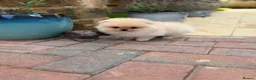 Pomeranian dogs for sale: Beautiful Poms - Advert 3