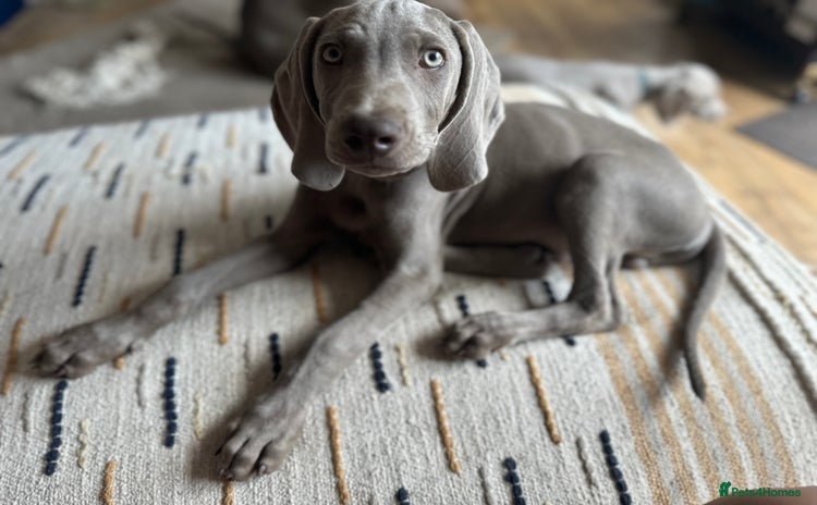 Weimaraner dogs in Thetford - Advert 2