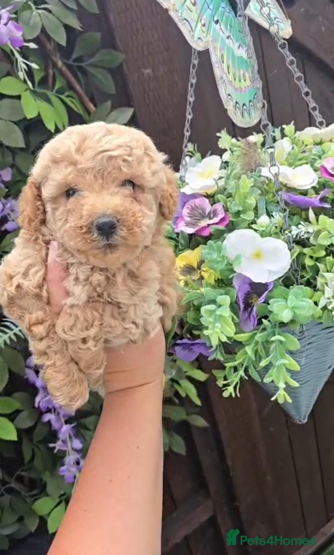 Toy Poodle dogs Toy poodles - Advert 10