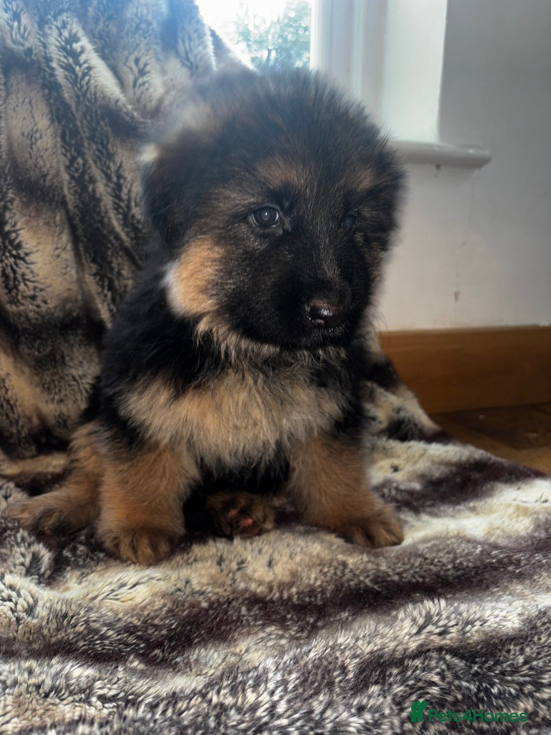 German Shepherd dogs for sale: 5 beautiful German Shepard puppies for sale  - Advert 10