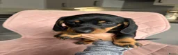 Miniature Dachshund dogs for sale: READY TO GO TODAY! KC registered Miniature - Advert 11