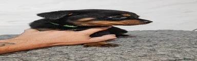 Rottweiler 2