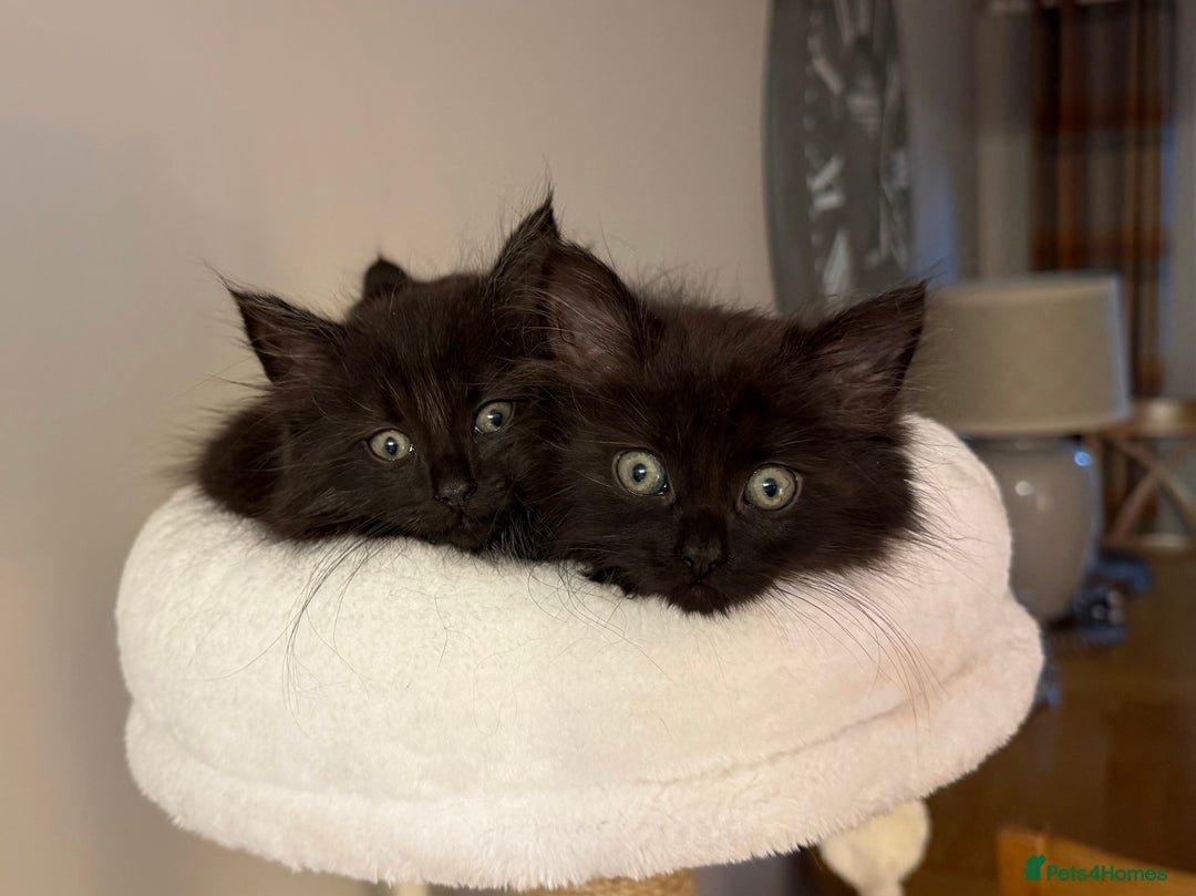 Russian Blue cats for sale: Crossed Russian Blue Girl Kitten - Image 3
