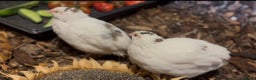 Mixed Breed birds for sale: Quail cotournix baby chicks - Advert 5