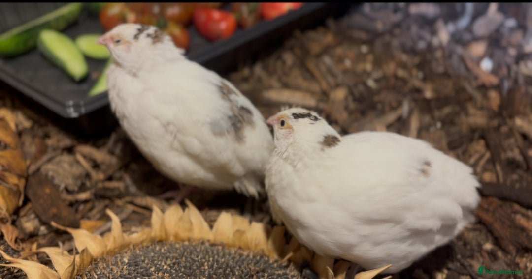 Mixed Breed birds for sale: Quail cotournix baby chicks - Advert 5