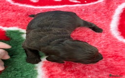 Cockapoo dogs for sale: Cockapoo puppies Rainbow litter  - Image 10