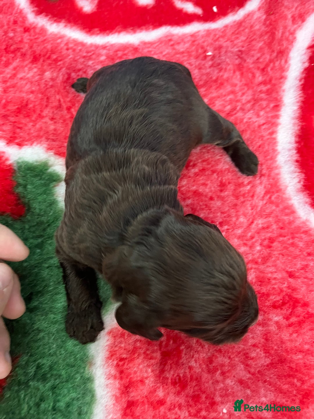 Cockapoo dogs for sale: Cockapoo puppies Rainbow litter  - Image 10