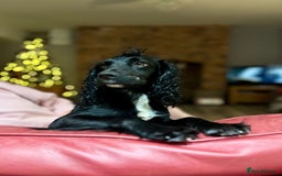 Cocker Spaniel dogs for sale: Cocker Spaniel male left KC Registered Docked  - Image 15