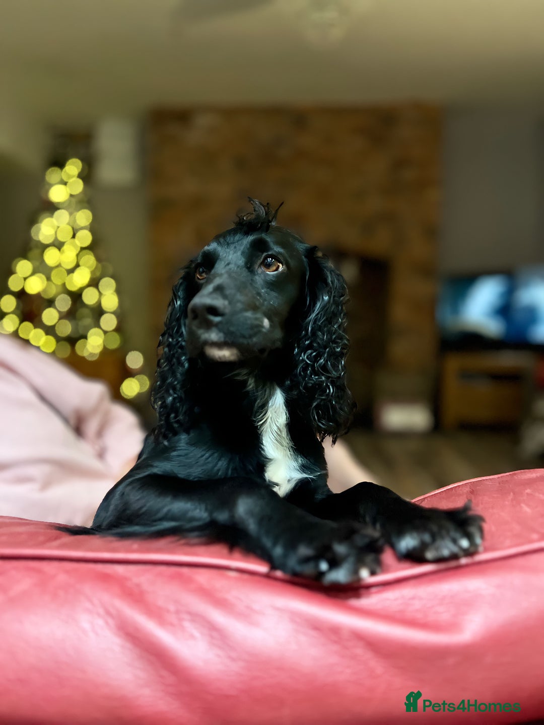 Cocker Spaniel dogs for sale: Cocker Spaniel male left KC Registered Docked  - Image 15