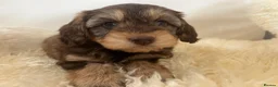 Cockapoo dogs for sale: Cocker poo puppies for sale  - Advert 10