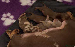 Miniature Dachshund dogs for sale: 🐾🌟 Miniature Dachshund Puppies🌟🐾 - Advert 10