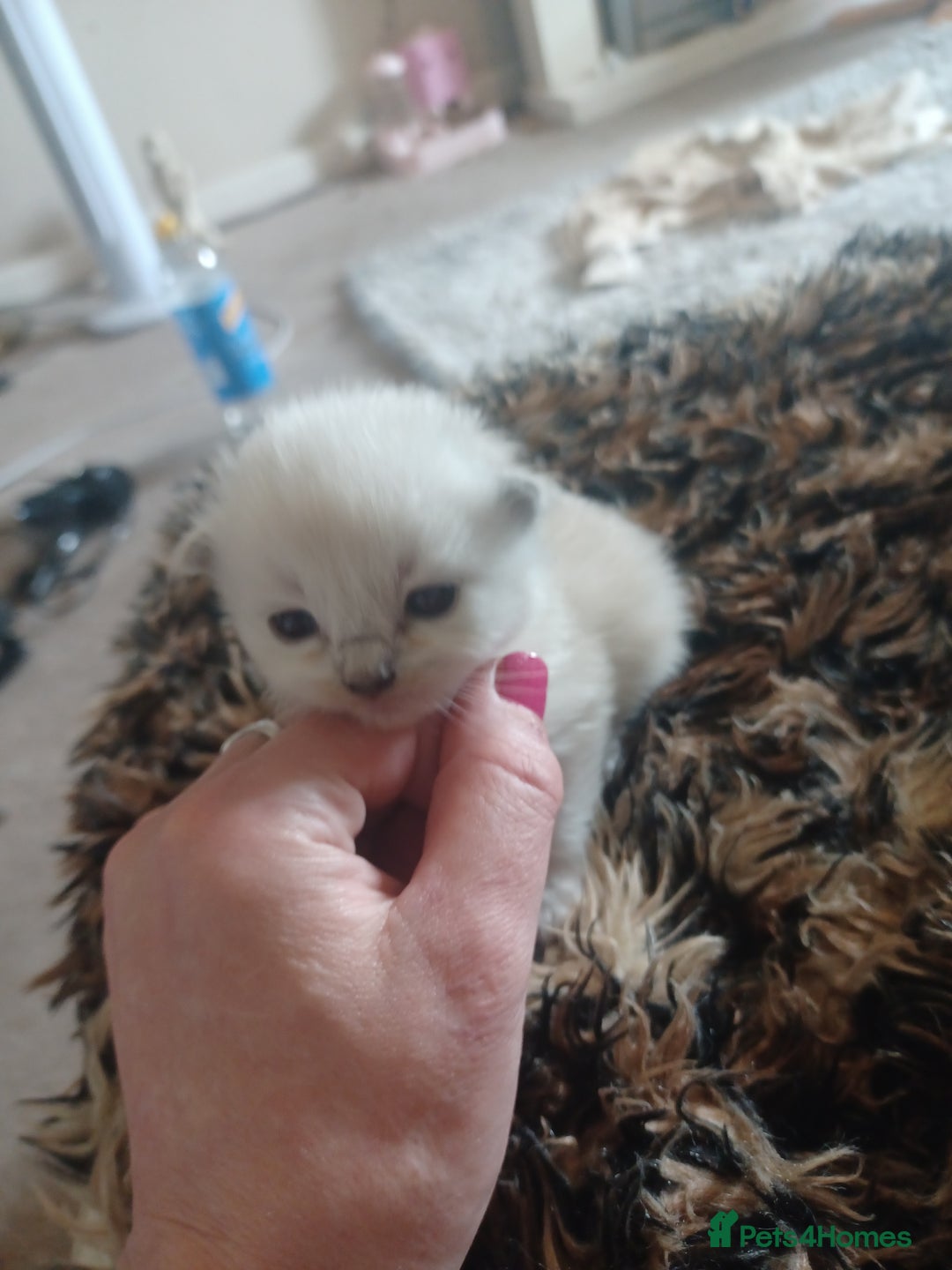 Ragdoll cats for sale: Mink ragdoll kittens - Image 8