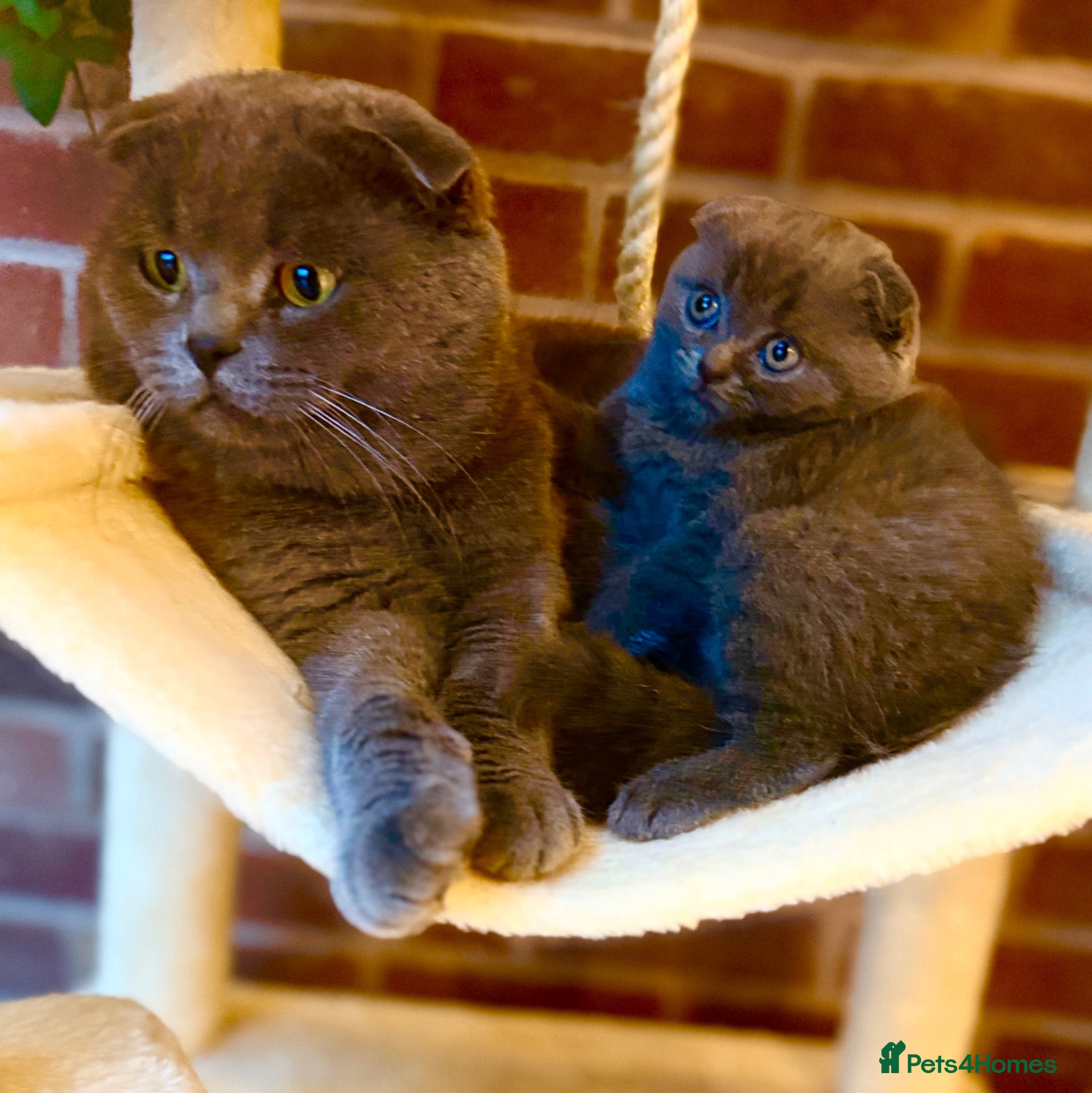 Scottish Fold cats  Last 😊 lop-eared Scottish fold  - Advert 2