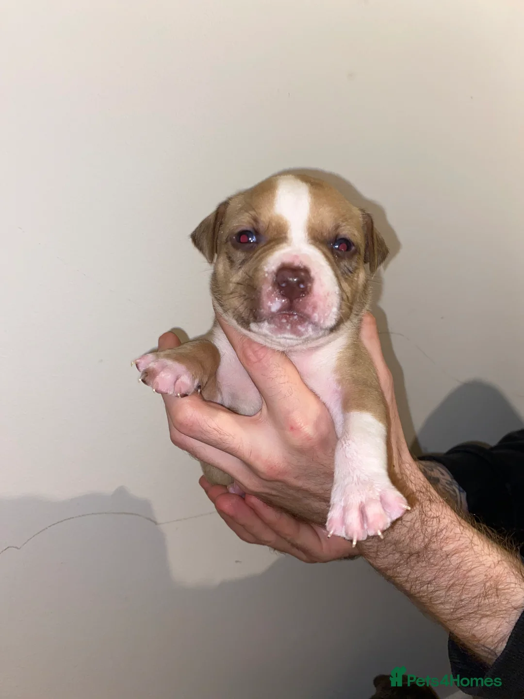 Mixed Breed dogs for sale: Pocket bully - Advert 3
