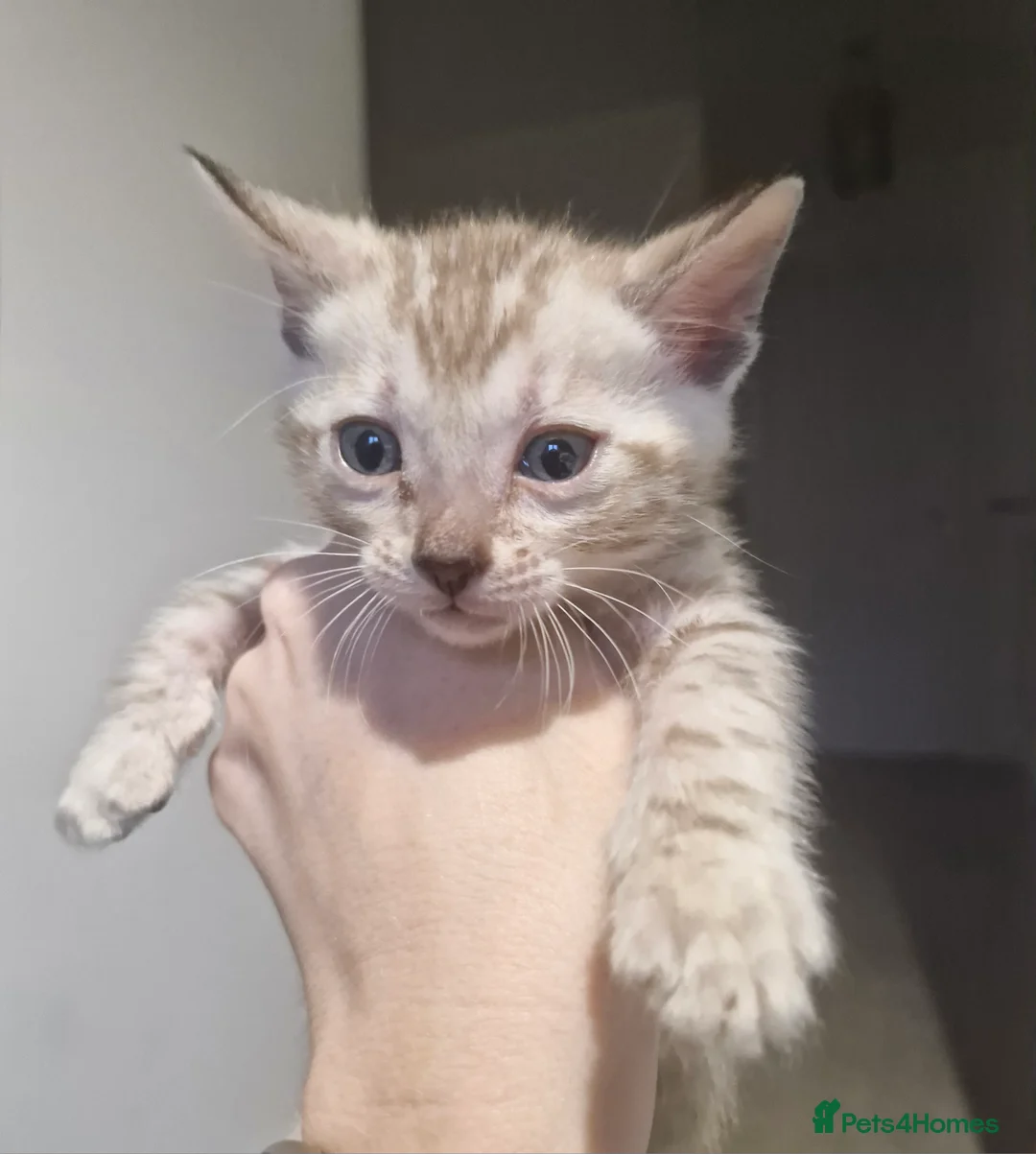 Bengal cats for sale: TICA Snow & Silver Health Tested Bengal Kittens - Advert 2