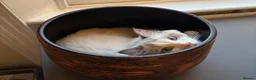 Ragdoll cats for sale: Male Ragdoll (10 months) - Advert 1