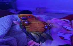 Ringnecks birds for sale: Baby sun conure  in Redcar - Image 7