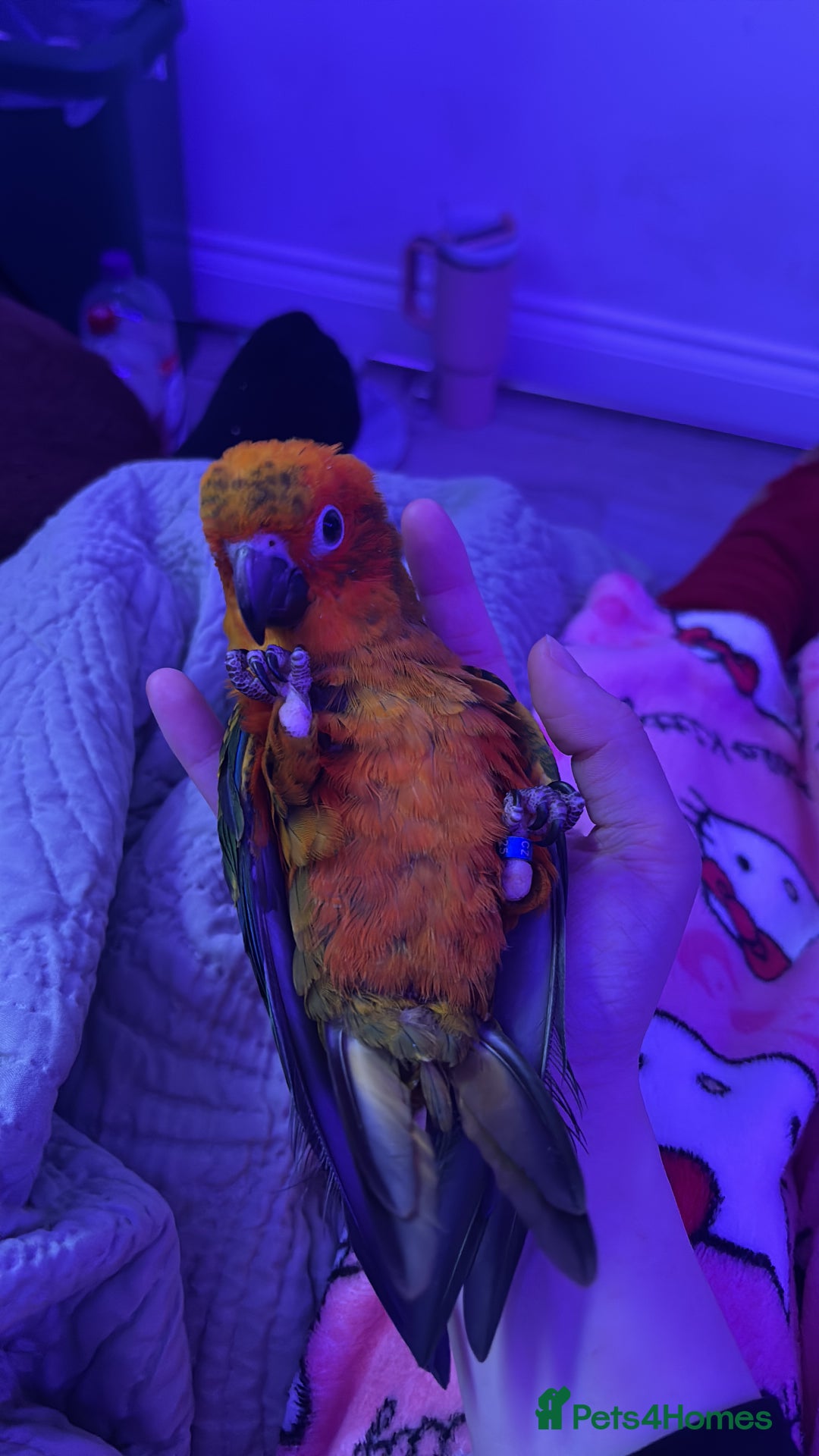 Ringnecks birds for sale: Baby sun conure  in Redcar - Image 7