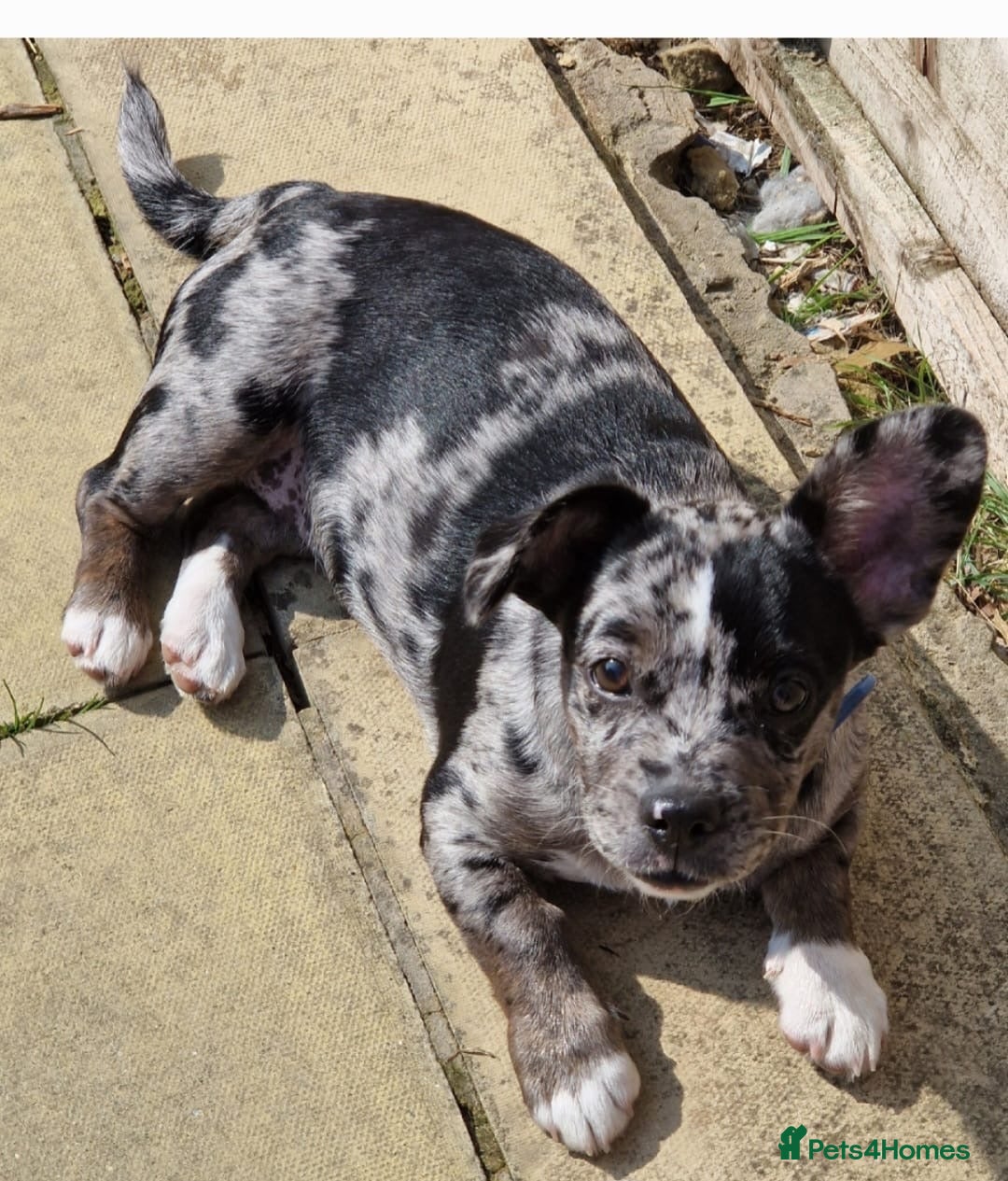Mixed Breed dogs Frenchie cross female - Advert 1
