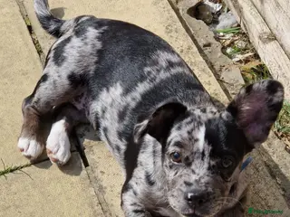 Mixed Breed dogs Frenchie cross female - Advert 1