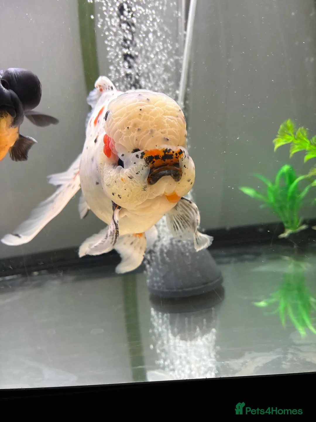 Fancy Goldfish fish for sale: large and small fancy goldfish with tank  - Advert 4