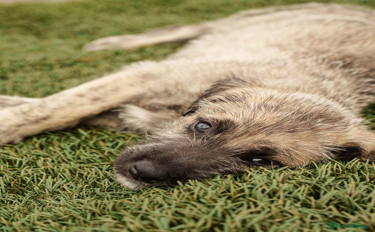 Irish Wolfhound dogs - Advert 1