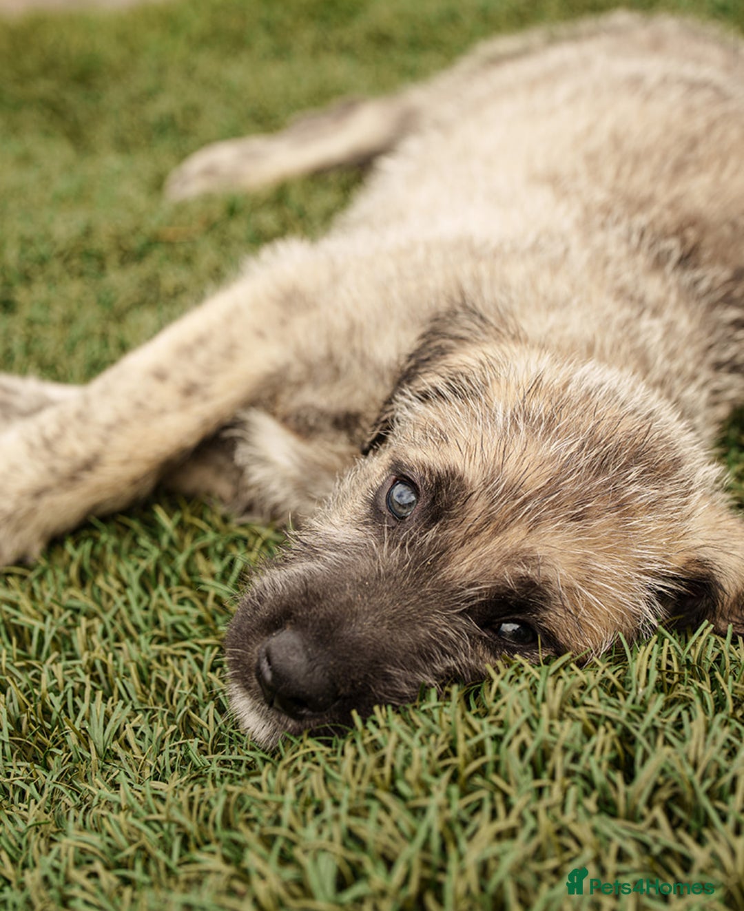 Irish Wolfhound dogs for sale: Irish Wolfhound Puppies For Sale - IKC Registered  - Image 1