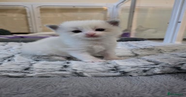 Ragdoll cats - Advert 5