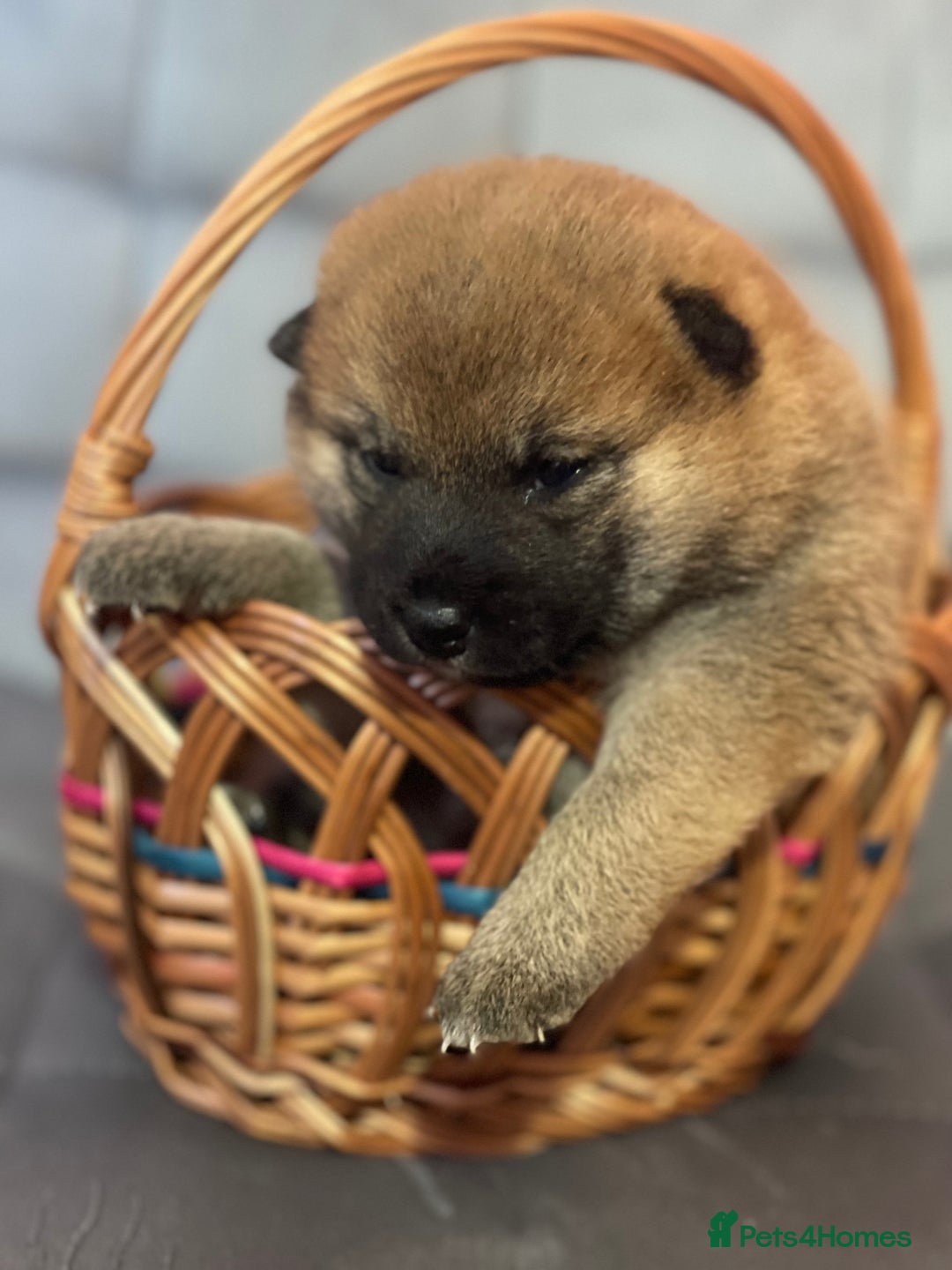 Japanese Shiba Inu dogs for sale: Adorable Japanese Shiba Inu Puppy Little Sunshine  - Image 14