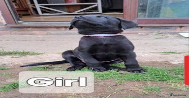 Mixed Breed dogs - Advert 6