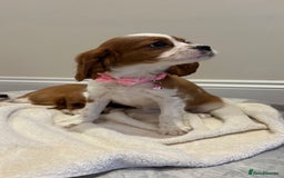 Cavalier King Charles Spaniel dogs for sale: Extensively health tested parent cavalier puppy’s  - Image 7