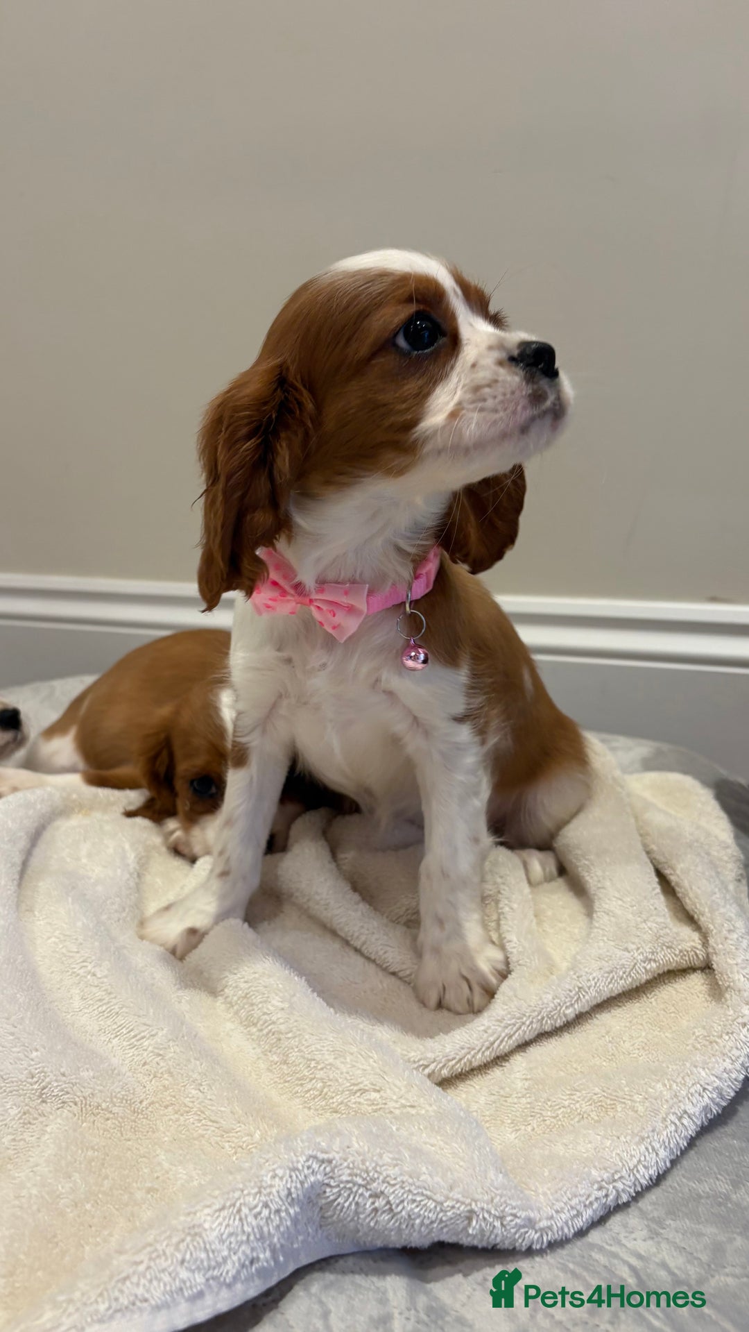 Cavalier King Charles Spaniel dogs for sale: Extensively health tested parent cavalier puppy’s  - Image 7