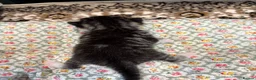 American Shorthair cats for sale: 4 Beautiful American Shorthair Kittens  - Advert 7