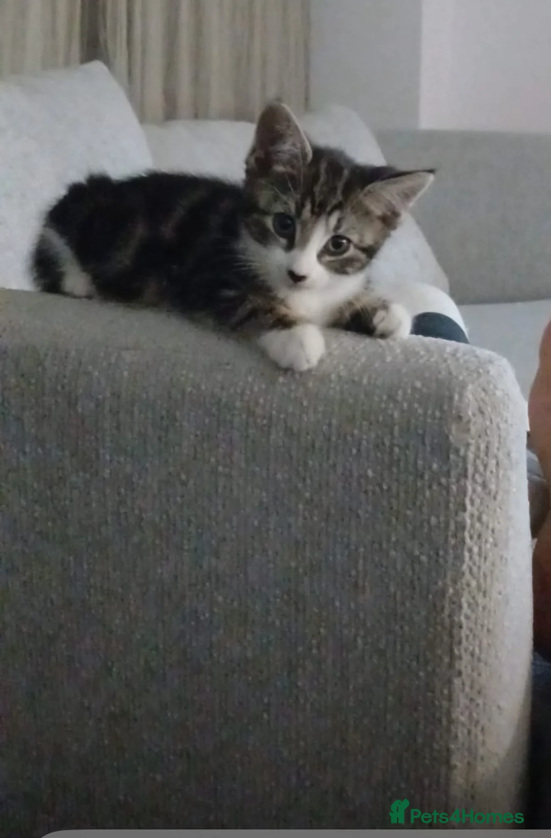 European cats for sale: Grey and white tappy domestic shorthair for sale in London - Advert 1