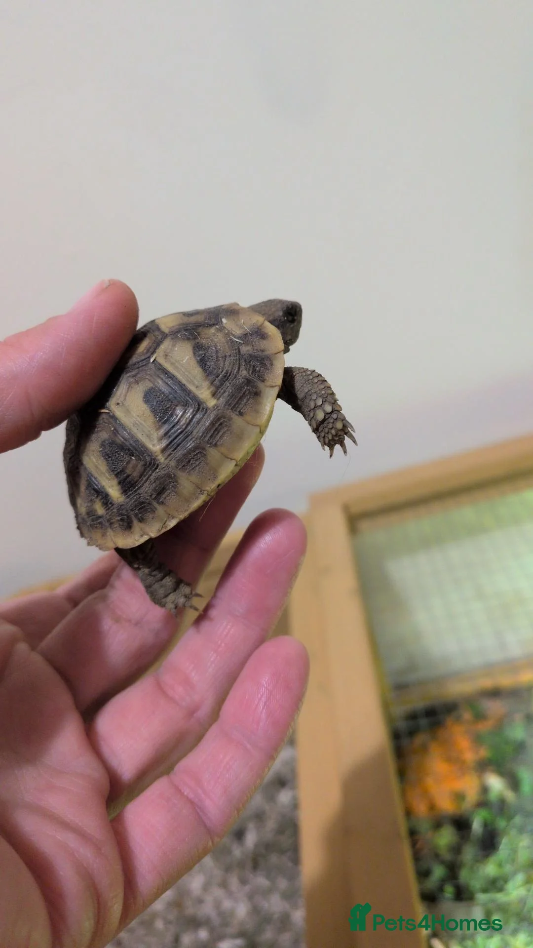 Hermann Tortoise reptiles for sale: Hermann Tortoise  - Advert 6