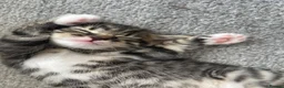 Domestic Shorthair cats for sale: beautiful male kitten for sale - Advert 7