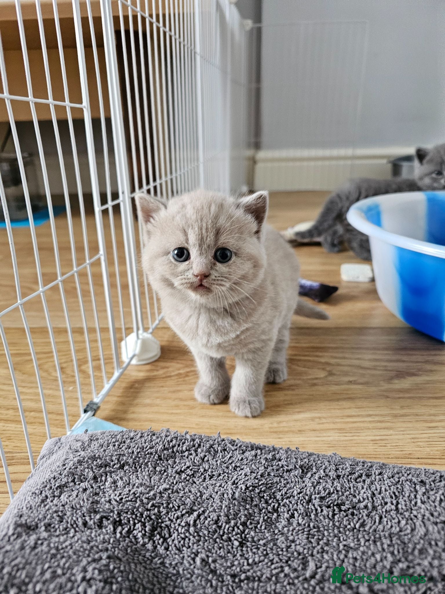 British Shorthair cats GCCF BSH Lovely Kittens - Advert 1