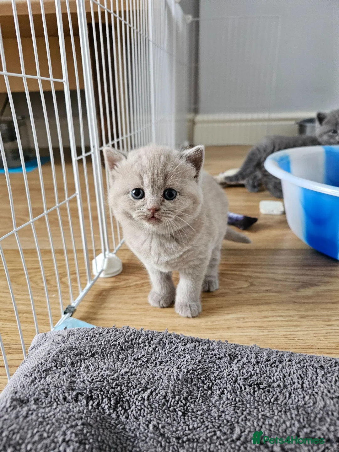 British Shorthair cats for sale: GCCF BSH Lovely Kittens - Advert 1