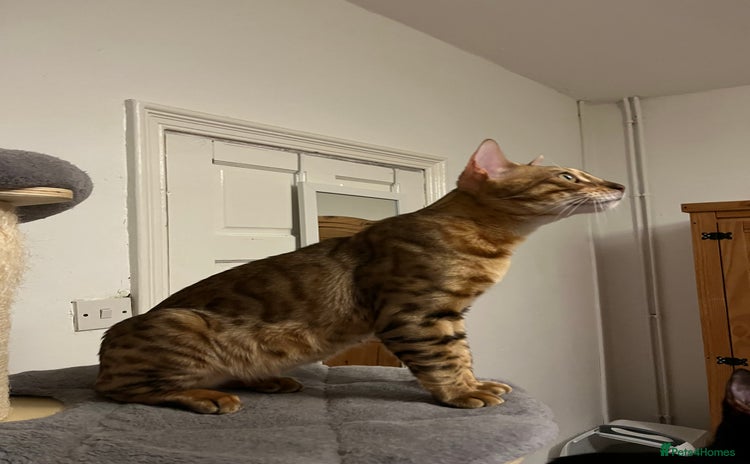 Bengal cats - Advert 1