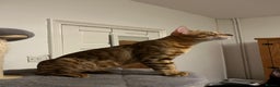 Bengal cats for sale: Beautiful bengals - Advert 3