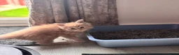 Maine Coon cats for sale: Beautiful Maine Coon kittens for sale. Two boys.🦁 - Advert 10