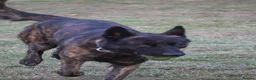 Belgian Shepherd Dog dogs for sale: DH male  - Advert 8